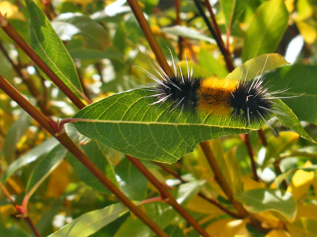 Spotted tussock caterpillar