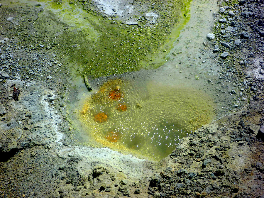 Red vents in a greenish pool