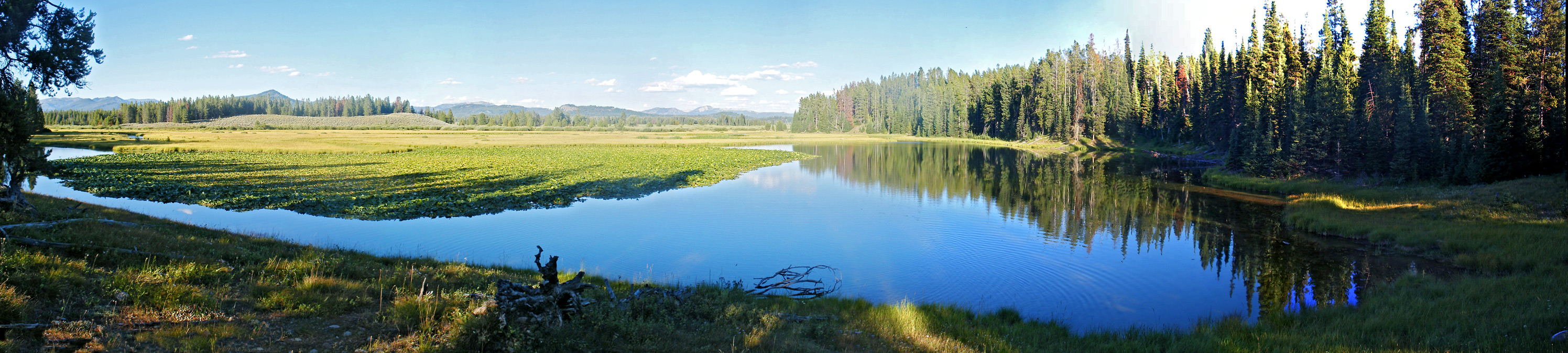 Reflections of trees on Swan Lake