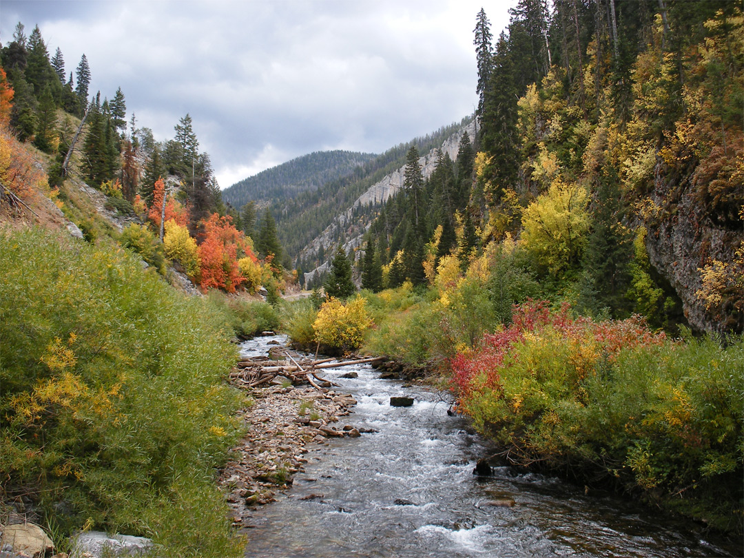 Bushes along Swift Creek