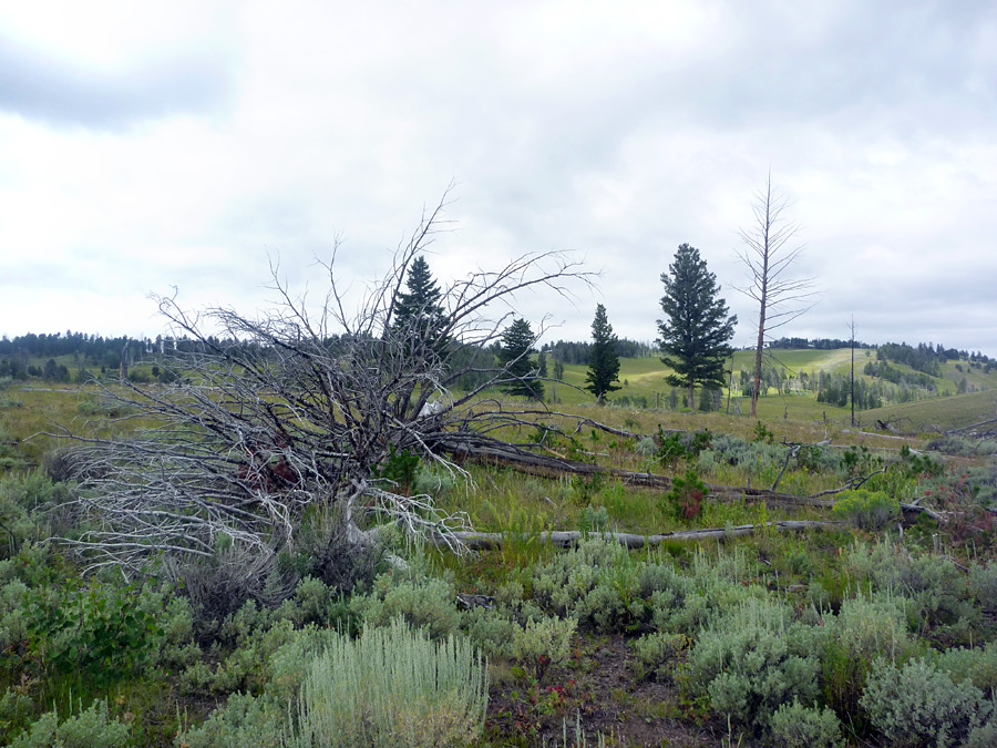 Dead tree