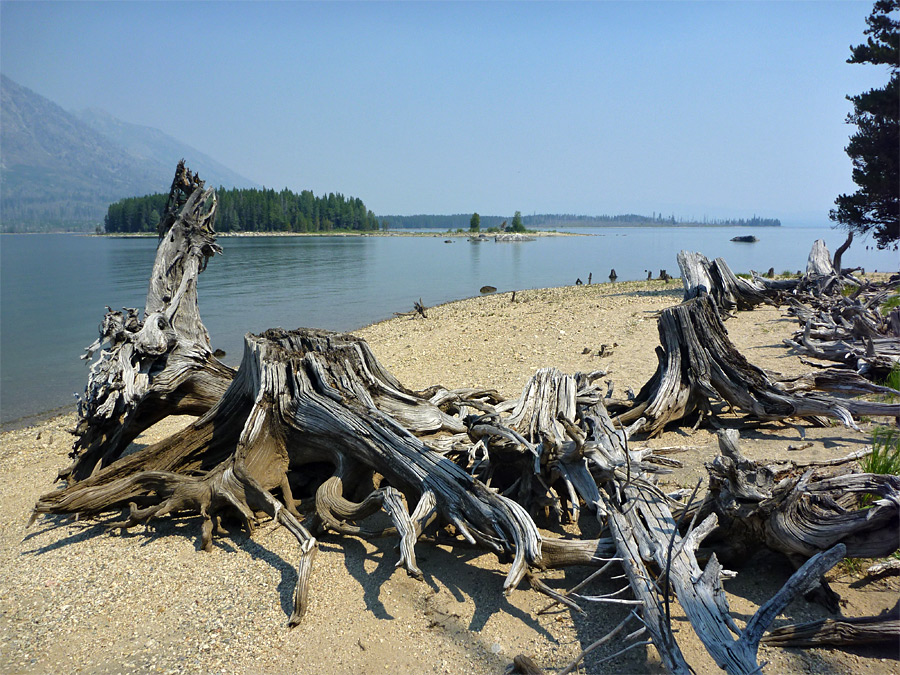 Old tree stumps