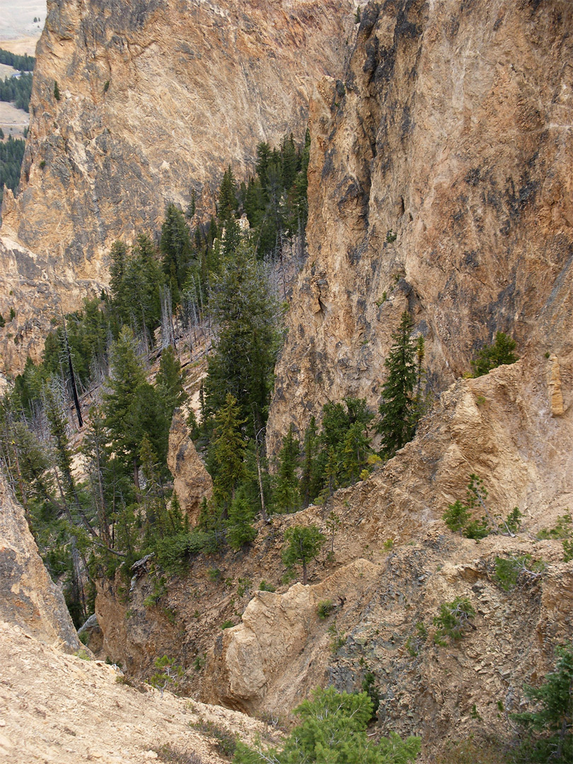 Trees and cliffs