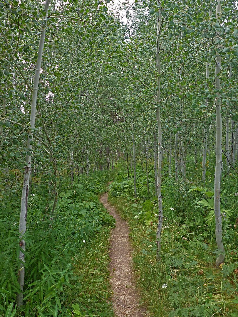 Aspen