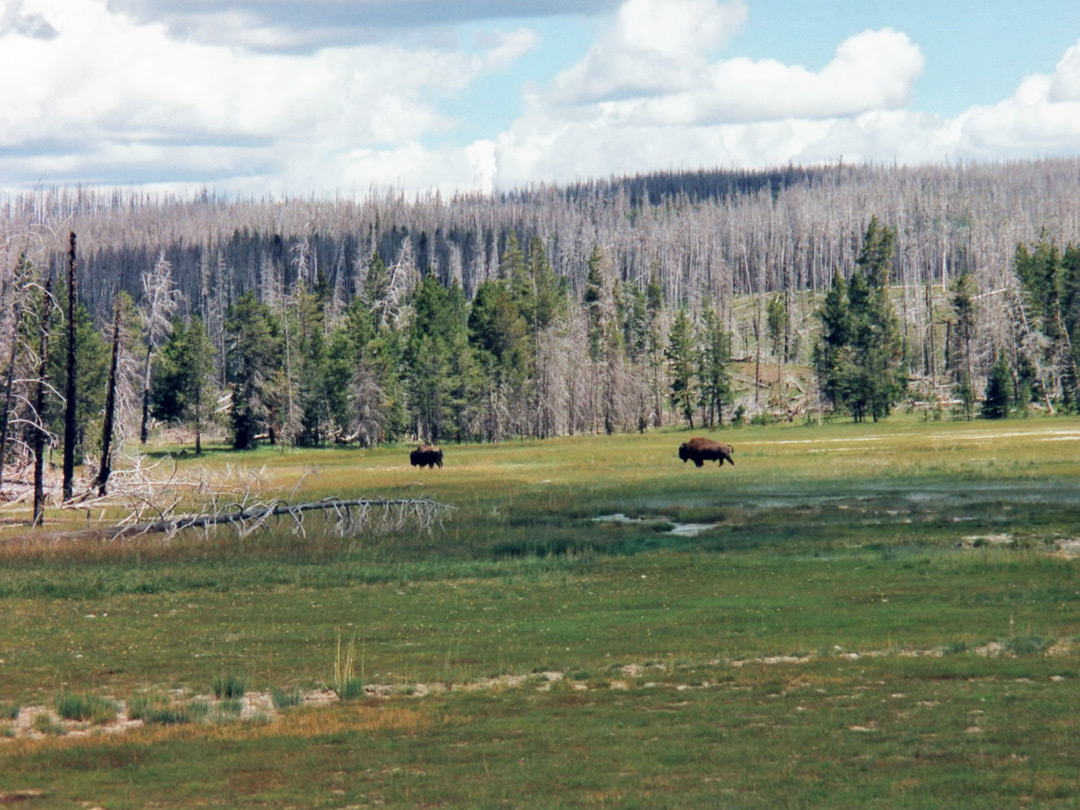 Bison, north of Upper Basin
