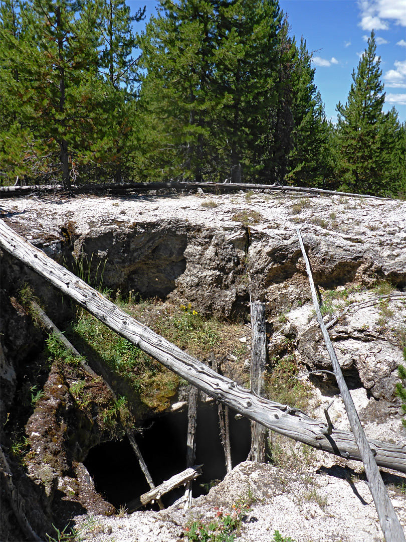 Fallen trees