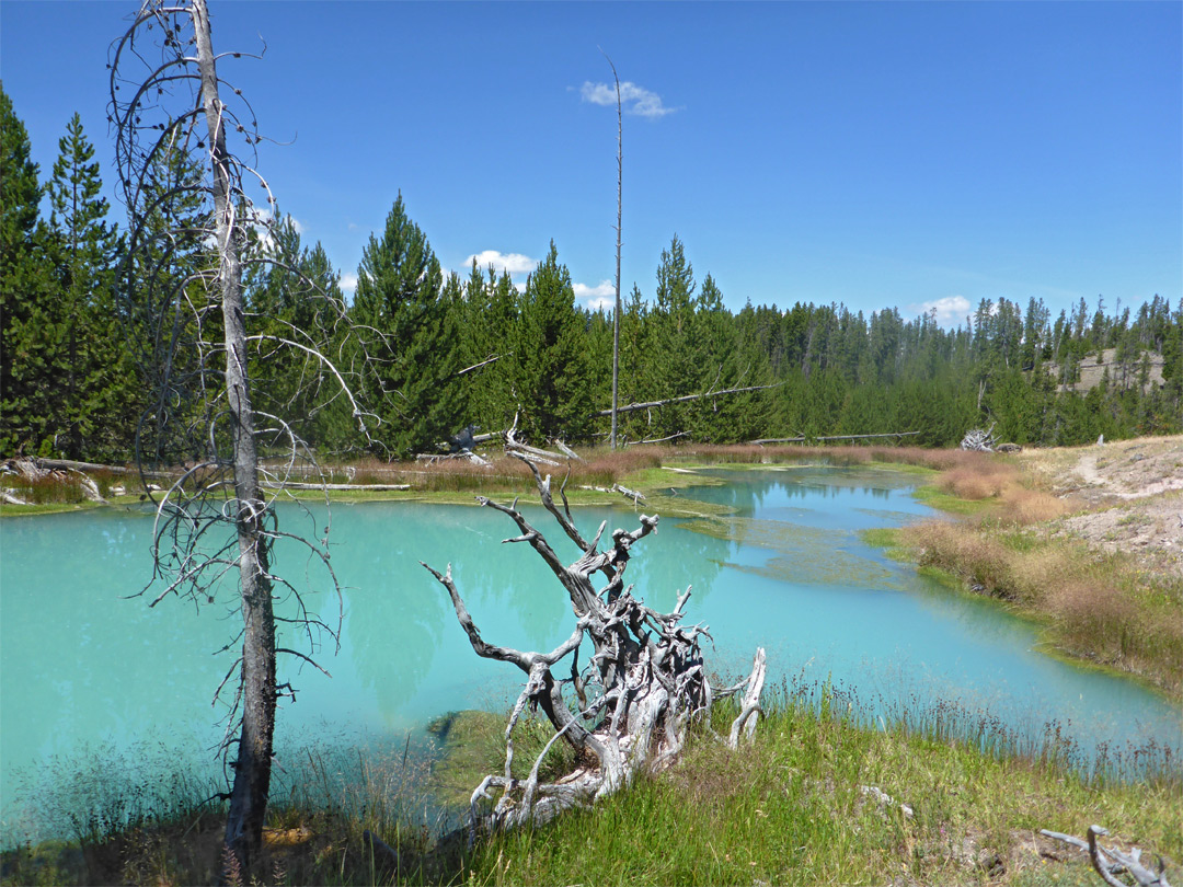 Dead trees by a pool