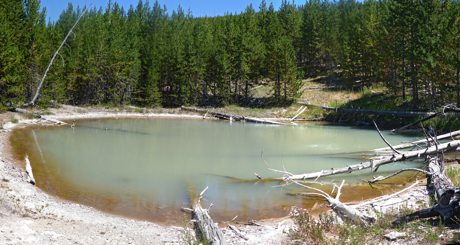 Pool in thick woodland