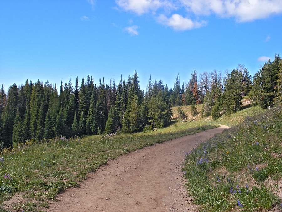 Trail past a meadow