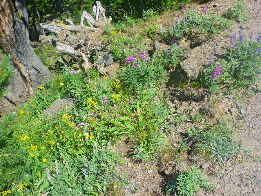 Wildflowers