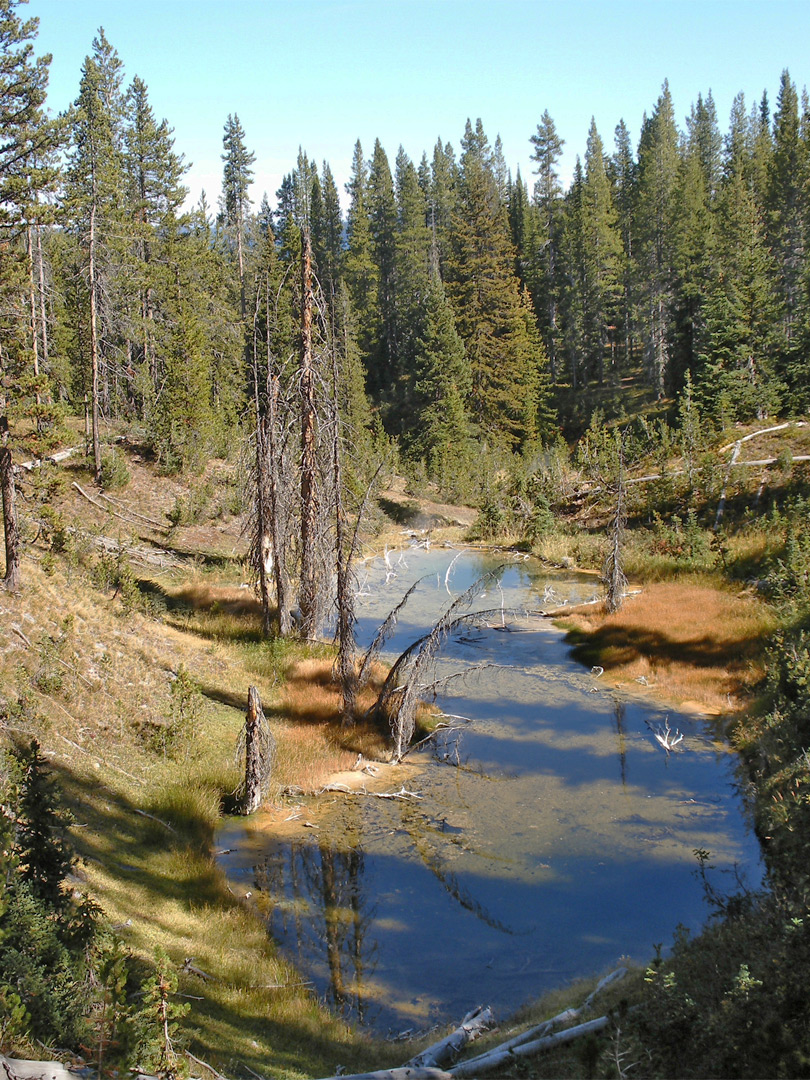 Forested pool