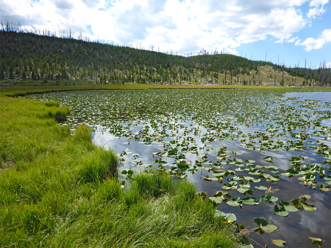 Water lilies