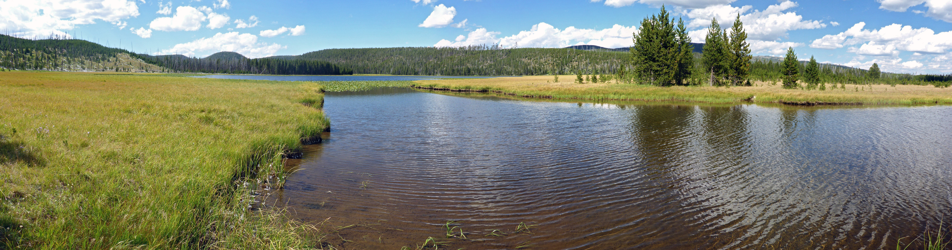 Gibbon River, just south of the lake