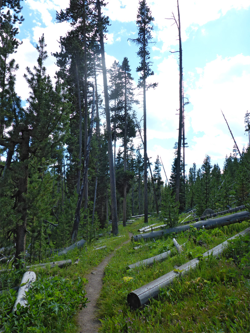 Forest path