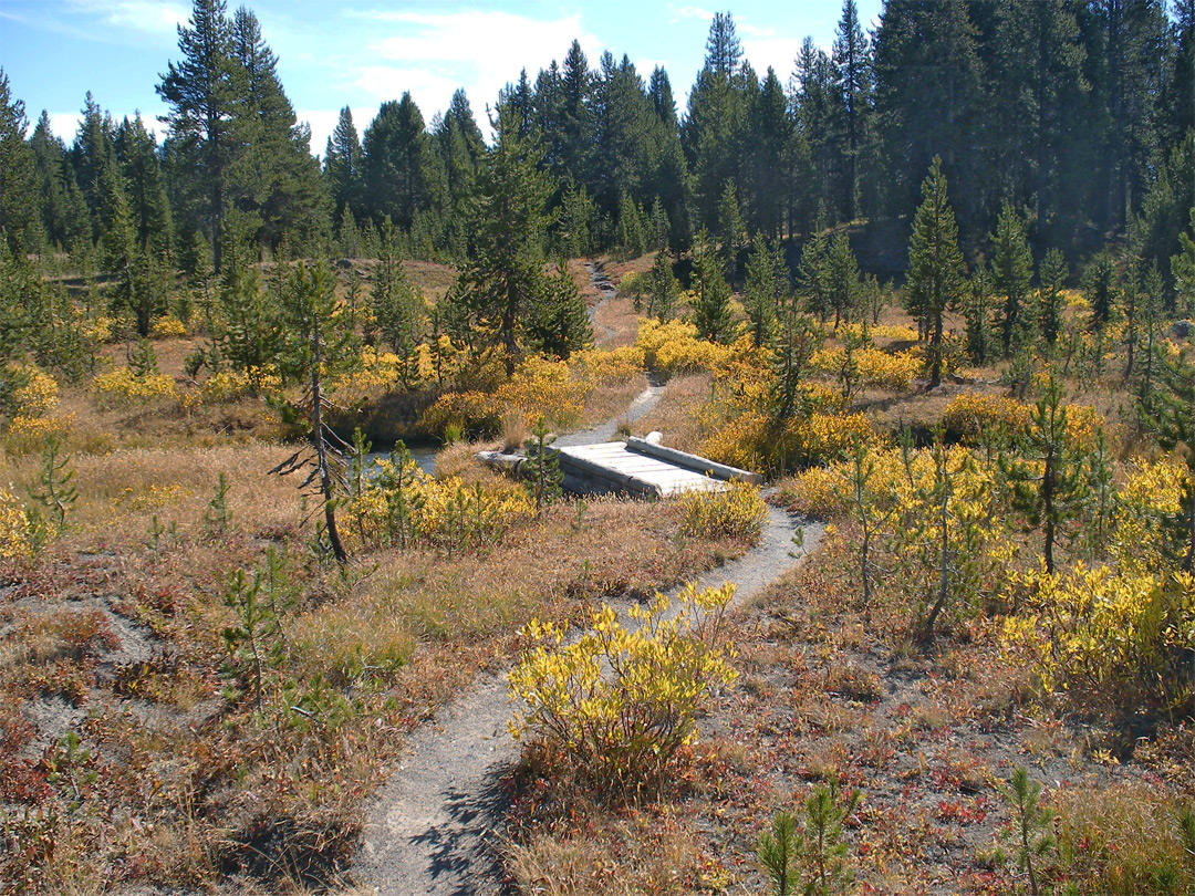 Yellow bushes along the trail