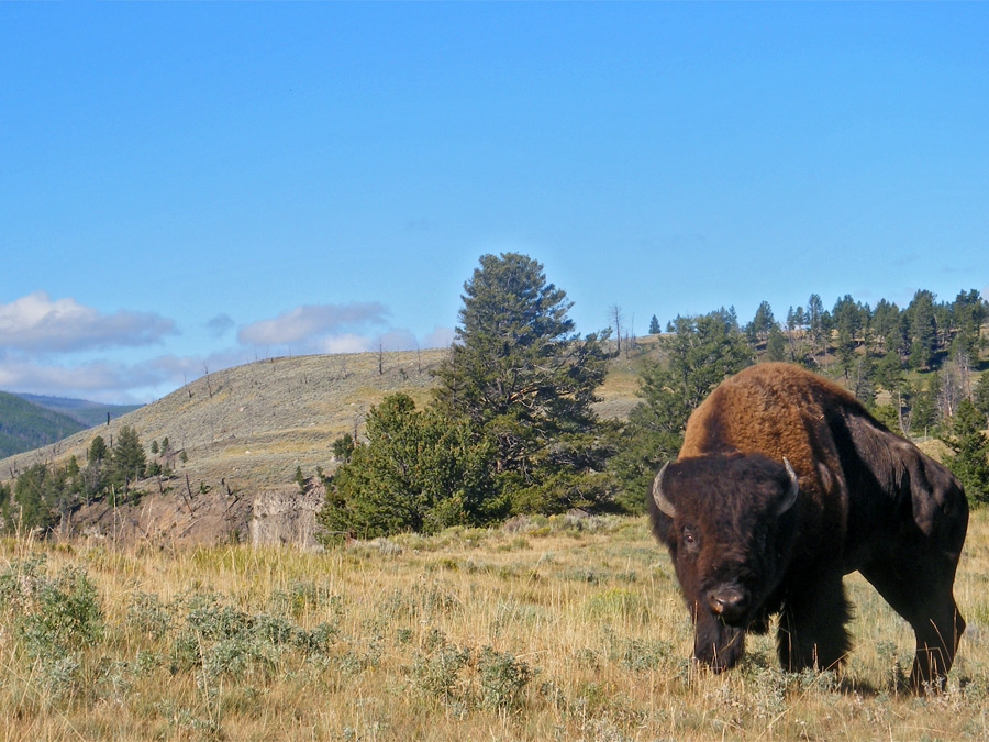 Large bison