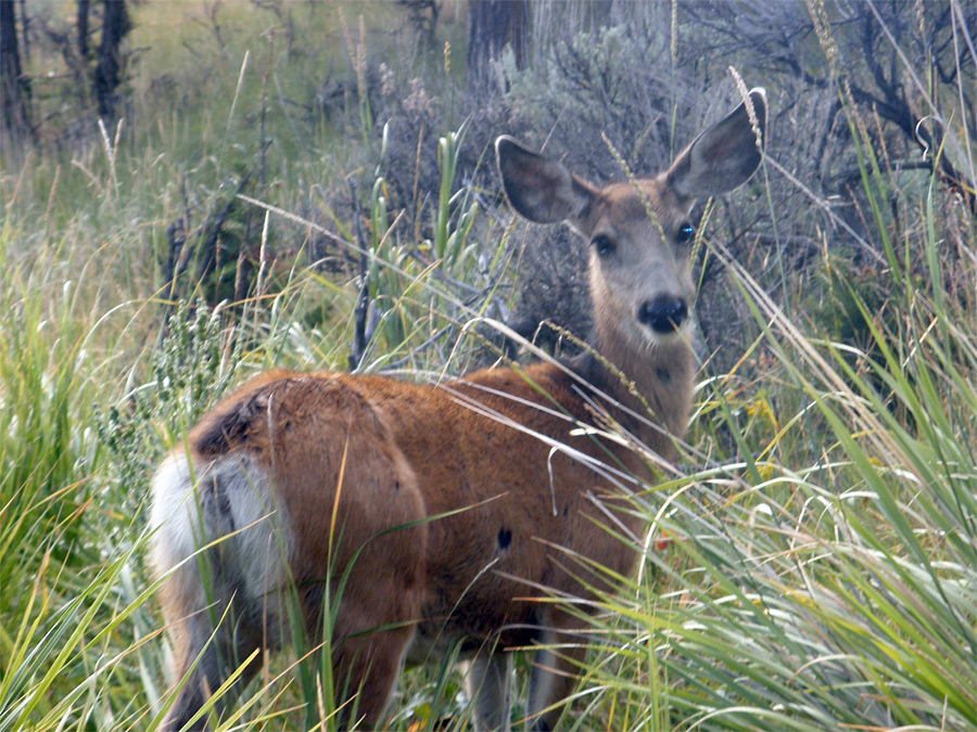 Mule deer