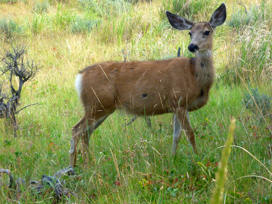 Deer in a meadow: Yellowstone River Picnic Area Trail, Yellowstone ...
