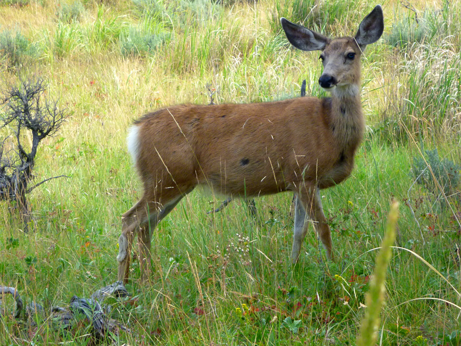 Deer in a meadow