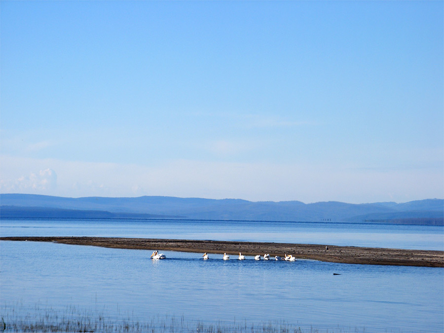 Pelicans